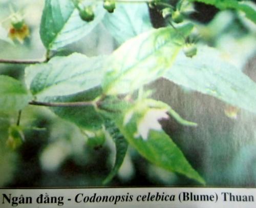 Codonopsis celebica