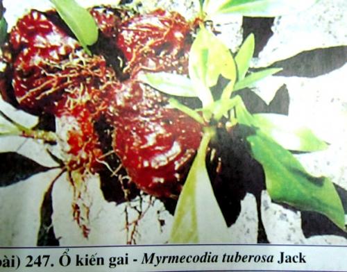Myrmecodia tuberosa Jack