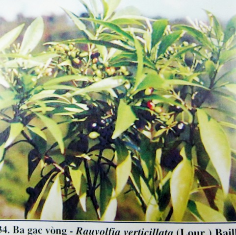 Rauvolfia verticillata (Loureiro) Baillon