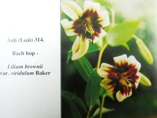 Lilium brownii var.viridulum baker