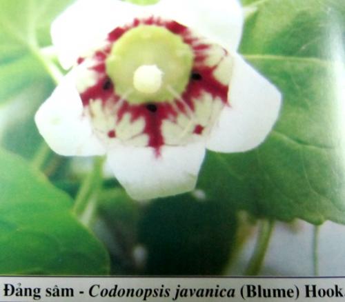 Codonopsis javanica (blume) Hook
