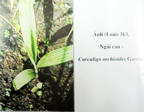 Curculigo orchioides Gaertn
