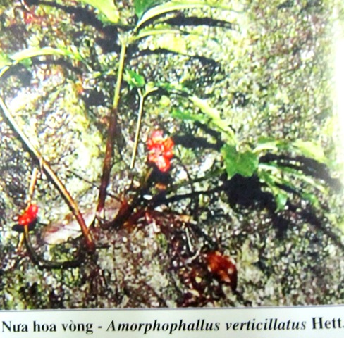 Amorphophaltus verticillatus Hett