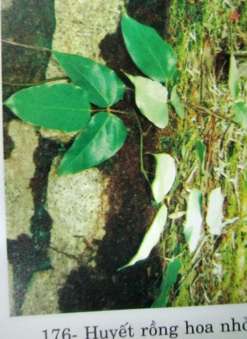 Spatholobus parviflorus (Roxb.) Kuntze (S. roxburghii Benth., Butea parviflora Roxb,)
