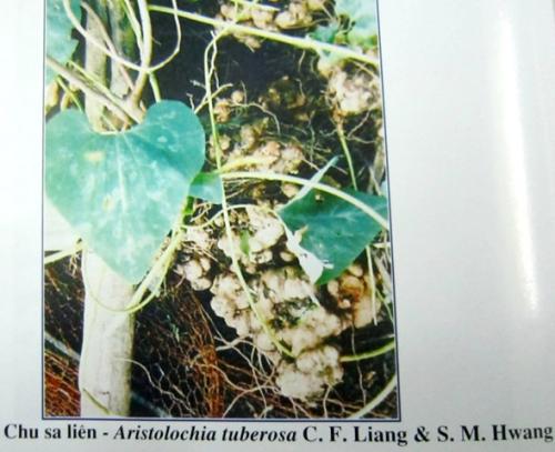 Arictolochia tuberosa