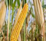 CORN COBS FOR BIOFUEL PRODUCTION