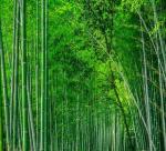 Potential opportunities for the Vietnam bamboo industry