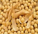 The report to predict supply and demand in the world's agricultural markets: soybean inventories are few 