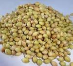All you have to know about  coriander  seeds 