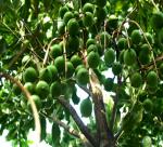 Expand Macadamia trees associated with development of market demand 