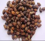 Fructus Brucae Javamiceae seeds