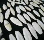 What is cuttlefish bone? What is it used for?
