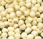 Effect of fresh lotus seeds and dried lotus seeds