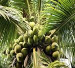 Ben Tre The “Capital” of Coconuts