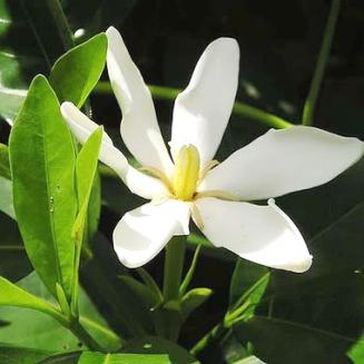 Cape jasmine