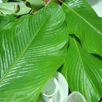 Phrynium leaves