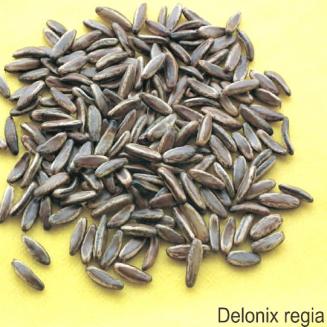 Delonix regia/Gulmohar seeds