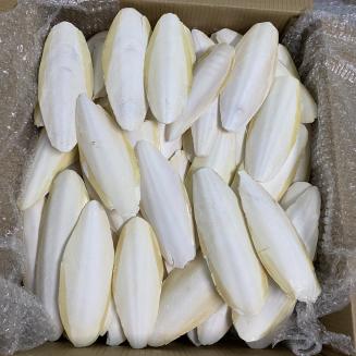 Cuttlefish bone/ Sepia bone in bulk packing