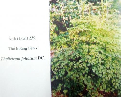 Thalictrum foliolosum DC