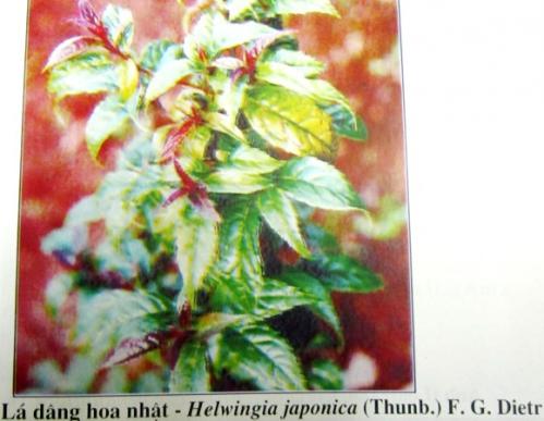 Helwingia japonica