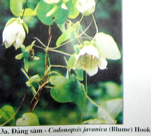Codonopsis javanica