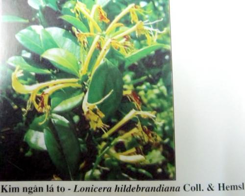 Lonicera hildebrandiana Coll. et Hemsl. Caprifoliaceae.