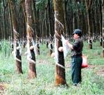 Rubber export tariffs likely to be cut