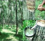 September 2013, rubber exports reached 100 thousand tons, worth U.S. $ 223 million