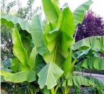 BANANA LEAF EXCHANGE OF VIET NAM TO AMERICA!