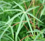 Export cassava leaves to Europe and market expansion problems