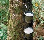 Nghe An: For more than 3,000 ha of rubber planting