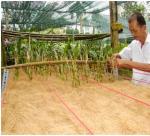 Coir used as  substrate  for planting Orchid 