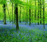 Lang Son benefited from forest