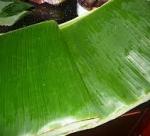 Storing and preserving banana leaves