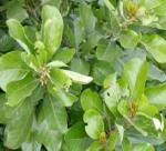 LITSEA GLUSINOSA C. B. ROB.( Boi loi ) : multipurpose tree