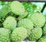 Farmers in Dong Thap Muoi grow lotus for high income