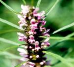 Leonurus artemisia (Lour.) S. Y. Hu - The tree as panacea for women