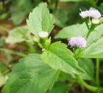 Ageratum conyzoides: A Tropical Source of Medicinal and Agricultural Products