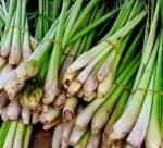 Tien Giang: massively grow lemongrass 