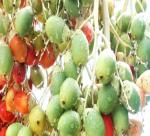 Growing betel tree for betel nuts