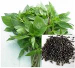 Growing basil in a greenhouse for export to EU