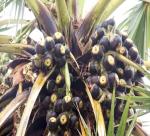 Sweet jaggery season