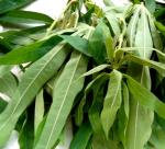 Tapioca leaves for export 