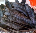 Gléditschia australis hemsl