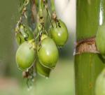 Thua Thien - Hue: Nam Dong mountainous district growing betel for export demand