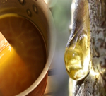  Exported nearly 40 tonnes of turpentine into the American market