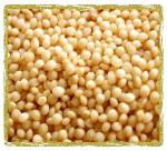 Growing Amaranth  by Amaranth seeds 