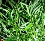 Technicalogy of water spinach growing