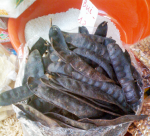 Gléditschia australis hemsl for export 