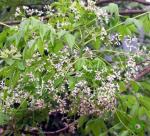 Melia azedarach L information 